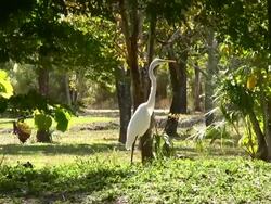 White Crane Habitat Stock Footage