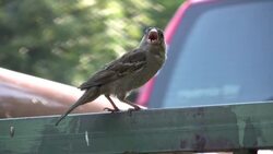 Too Hot Stock Footage