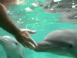 Male human hands holding jaw of Bottlenose Dolphins underwater / Curacao Sea Aquarium, Curacao, Netherlands Antilles, ABC islands of the Leeward Antilles Stock Footage