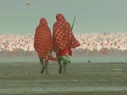 Long Shot - Two Maasai walk towards a huge flock of flamingos in Africa / Kenya Stock Footage