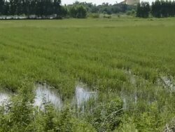 The Big Buddha of Thailand Stock Footage
