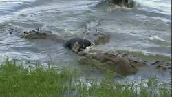 Alligators snap at a dummy in a pond and spin with it. Stock Footage