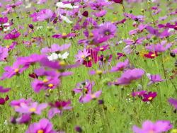 Cosmos flower Stock Footage