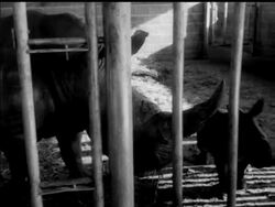 BABY RHINO News Clip