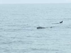 HD SLOW-MOTION: Dolphins Stock Footage