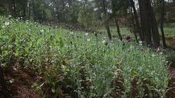 CLEAN : Opium production in Myanmar at stubbornly high levels UN News Clip