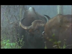 Gaur (Bos gaurus) bull sniffing cow, Nagarahole, Southern India Stock Footage