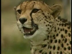 CU Head shot of cheetah hissing, zooms in Stock Footage