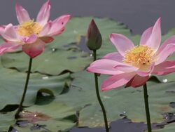 Pink waterlily Stock Footage