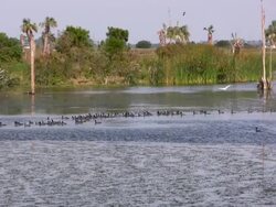 Eagle Chasing Birds in a Wetlands Stock Footage