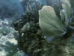 "180 degree pan of coral formation, green and blue" Stock Footage