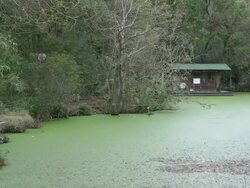Shack by a swamp in Louisiana Stock Footage