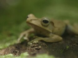 Borneo eared frog on mossey log Stock Footage
