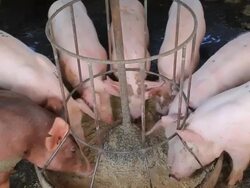 pig farm Stock Footage