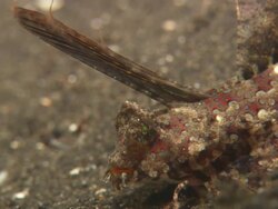 Dragonet, fringed, eye shot, close up. Indonesia  Stock Footage