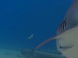 Tiger shark, Galeocerdo cuvier, overhead, Bahamas  Stock Footage