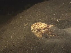 Stargazer, exits sand, swims into darkness, view from above. Indonesia  Stock Footage