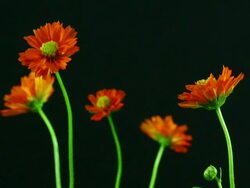 Cosmos flower blooming zoom ,Time lapse Stock Footage