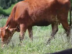 HD: Cow at meadow Stock Footage