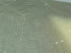 Web orb Stock Footage