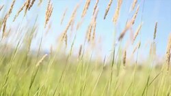 Grass waving on wind Stock Footage