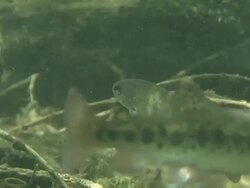 Fish Stock Footage