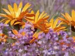 MS View of Wild flowers of Namaqualand carpeting flat land including daisies / Namaqualand, Northern Cape, South Africa Stock Footage
