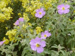 WS View of A bee pollinates a Rockrose (Cistus albidus) / Verghia, Corsica, France Stock Footage