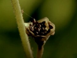 High Speed - Raindrop hits Mitella Plant seed cup, throwing seeds from plant Stock Footage