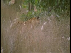 MS Royal Bengal tiger, Panthera tigris tigris, walking through grass, hunting, Bandhavgarh National Park, India Stock Footage