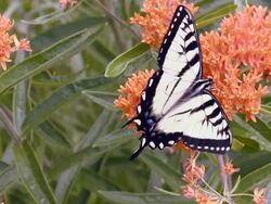 CU Shot of Tiger swallowtail butterfly on Butterfly Weed flowers / Madoc, Ontario, Canada Stock Footage