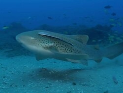 WS PAN Zebra shark swimming away from camera with remora attached / Matola, Maputo, Mozambique Stock Footage