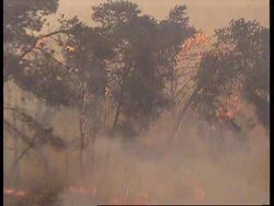 ISRAEL: FOREST FIRES RAVAGE THOUSANDS OF ACRES OF LAND News Clip