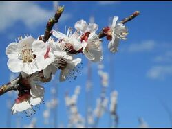 Blooming peach (Prunus persica) tree, Ardeche, France Stock Footage