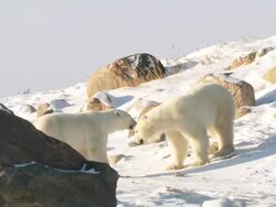 WS TS Two polar bears play fighting in snow / Churchill, Manitoba, Canada  Stock Footage