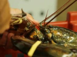The clamps of a lobster are attached to keep them closed Stock Footage