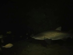 CU Shot of Ragged tooth shark swimming or drifting above seabed in rocky reef cave / Aliwal Shoal, Kwa Zulu Natal, South Africa Stock Footage