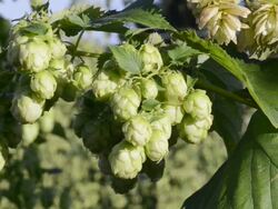 CU Shot of Hop cones in hop garden (Humulus lupulus) / Mainburg, Hallertau, Bavaria, Germany Stock Footage