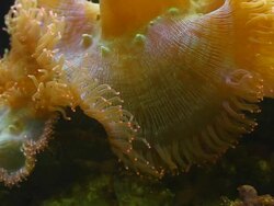 Sea Anemone Stock Footage