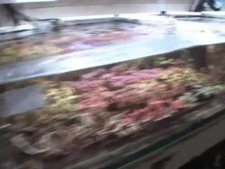 The Great Bromley Barrier Reef Stock Footage