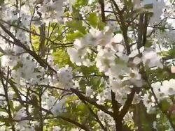 HD STEADY: Sun Backlit Cherry Tree Blossom Stock Footage