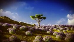 Lavender fields Stock Footage