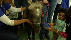 Two miniature horses named Mystery and Lunar are bringing comfort and joy to sick children at a Chicago hospital. Animal therapy, usually using dogs, is a growing trend in hospitals that may help in the healing process. (Dec. 4) News Clip