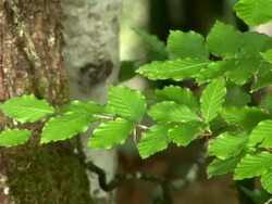 HD: Green branch Stock Footage