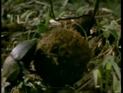 CU dung beetle rolling dung ball, Kenya Stock Footage