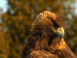 Golden Eagle close-up Stock Footage