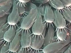 Catfish (order Siluriformes) overcrowded large shoal, Kungkungan Bay Resort, Sulawesi, Indonesia Stock Footage