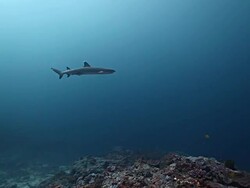 MS TS Shot of White tip reef shark swimming towards on top of reef / Sipadan, Semporna, Tawau, Malaysia Stock Footage