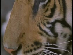 CU Royal Bengal tiger, Panthera tigris tigris, face, Bandhavgarh National Park, India Stock Footage