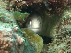 CU Shot of Geometric moray eel lying in rock crevice covering with seaweed and bryozoan pushing water over gills / Matola, Maputo, Mozambique Stock Footage